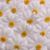 Margrietjes 30 stuks